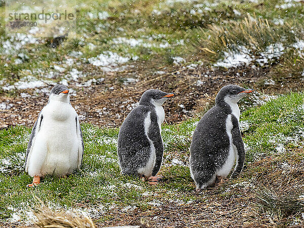 Eselspinguin (Pygoscelis papua)  Küken in einer Brutkolonie im Hafen von Moltke  Südgeorgien  Südatlantik  Polarregionen