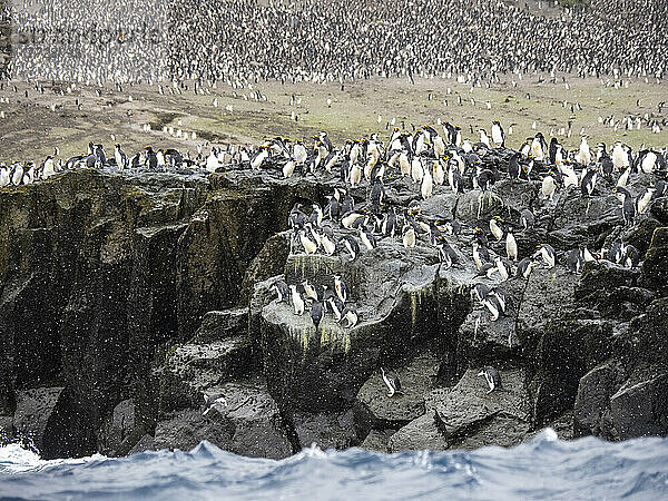 Zügelpinguine (Pygoscelis antarcticus)  tauchen von einer Klippe ins Meer  Zavodovski-Insel  Südliche Sandwichinseln  Südatlantik  Polarregionen