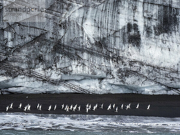 Adeliepinguine (Pygoscelis adeliae)  marschieren entlang eines Gletschers auf Saunders Island  Südliche Sandwichinseln  Südatlantik  Polarregionen