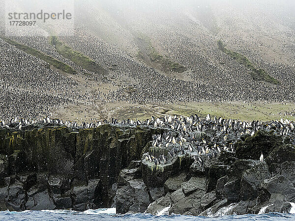 Über eine Million Zügelpinguine (Pygoscelis antarcticus) auf der Zavodovski-Insel  den Südlichen Sandwichinseln  dem Südatlantik und den Polarregionen