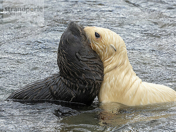 Eine leukistische antarktische Pelzrobbe (Arctocephalus gazella)  Junge spielt mit normalem Welpen in Grytviken  Südgeorgien  Südatlantik  Polarregionen