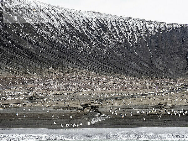 Zügelpinguine (Pygoscelis antarcticus) und Adeliepinguine auf Saunders Island  Südliche Sandwichinseln  Südatlantik  Polarregionen