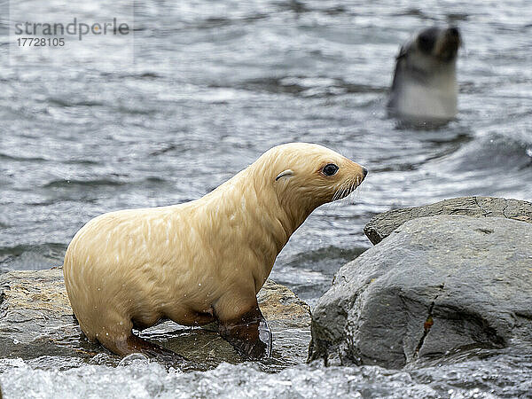 Eine leukistische antarktische Pelzrobbe (Arctocephalus gazella)  Junge am Strand in Grytviken  Südgeorgien  Südatlantik  Polarregionen