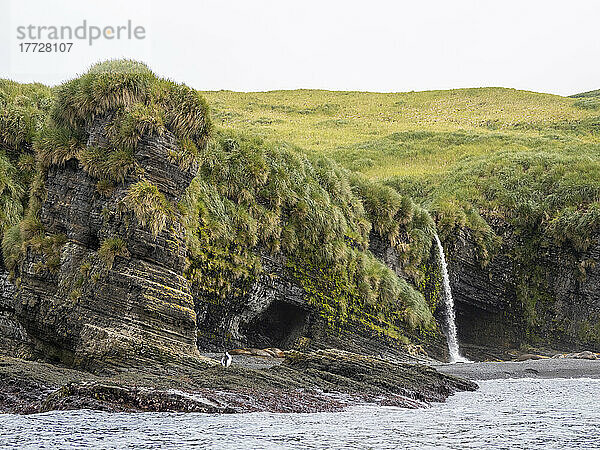 Ein Wasserfall fällt zum Strand  wo See-Elefanten auf Annenkov Island  Südgeorgien  Südatlantik und Polarregionen herausgeschleppt werden