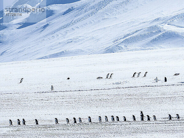 Erwachsene Adeliepinguine (Pygoscelis adeliae) wandern entlang eines Gletschers  Thule Island  Südliche Sandwichinseln  Südatlantik  Polarregionen