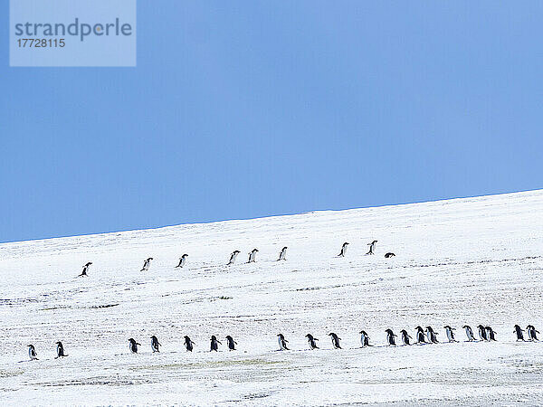 Erwachsene Adeliepinguine (Pygoscelis adeliae) wandern entlang eines Gletschers  Thule Island  Südliche Sandwichinseln  Südatlantik  Polarregionen