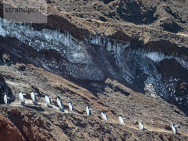 Erwachsene Adeliepinguine (Pygoscelis adeliae) wandern entlang eines Gletschers  Thule Island  Südliche Sandwichinseln  Südatlantik  Polarregionen