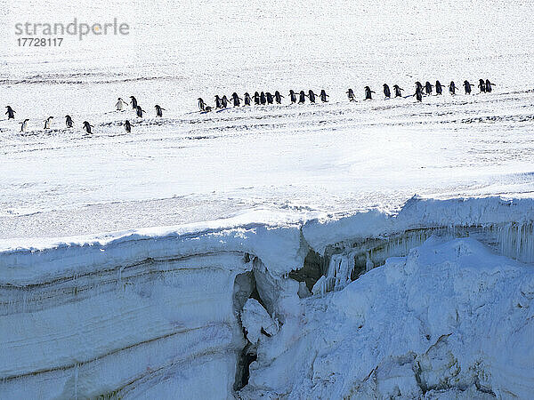 Erwachsene Adeliepinguine (Pygoscelis adeliae) wandern entlang eines Gletschers  Thule Island  Südliche Sandwichinseln  Südatlantik  Polarregionen