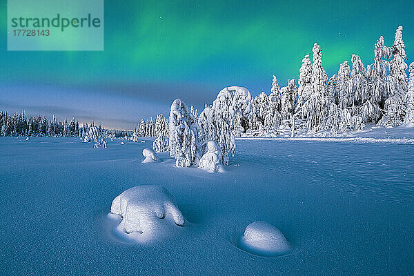 Nordlichter (Aurora Borealis) über gefrorenen  schneebedeckten Fichten in der Abenddämmerung  Lappland  Finnland  Europa