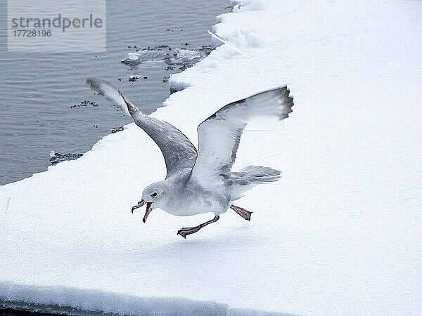 Ausgewachsener Eissturmvogel (Fulmarus glacialoides)  auf Eis auf der Insel Peter I. im Bellingshausenmeer  Antarktis  Polarregionen