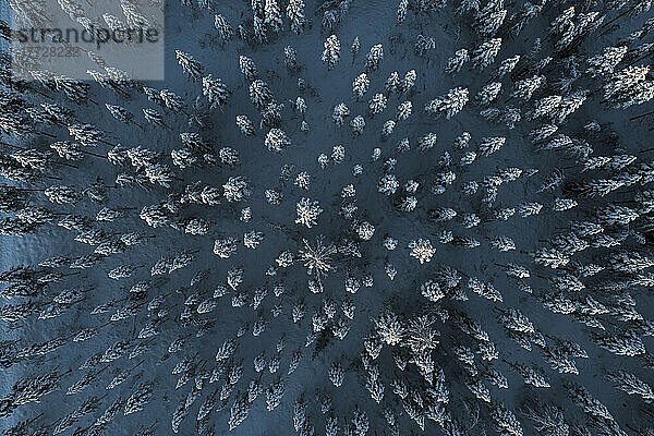 Mit Schnee bedeckte Bäume im gefrorenen Wald von oben  Luftaufnahme  Lappland  Finnland  Europa
