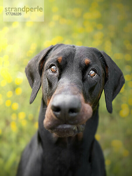 Dobermann-Hund in einem Feld mit gelben Blumen  Italien  Europa