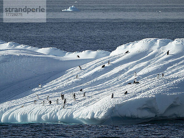 Pinguine  die auf einem Eisberg in der Nähe von Brown Bluff  Weddellmeer  Antarktis  Polarregionen herausgeholt wurden