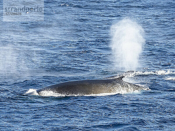 Ausgewachsene Finnwale (Balaenoptera physalus) ernähren sich von Krill in der Nähe von Coronation Island  Süd-Orkney-Inseln  Antarktis  Polarregionen