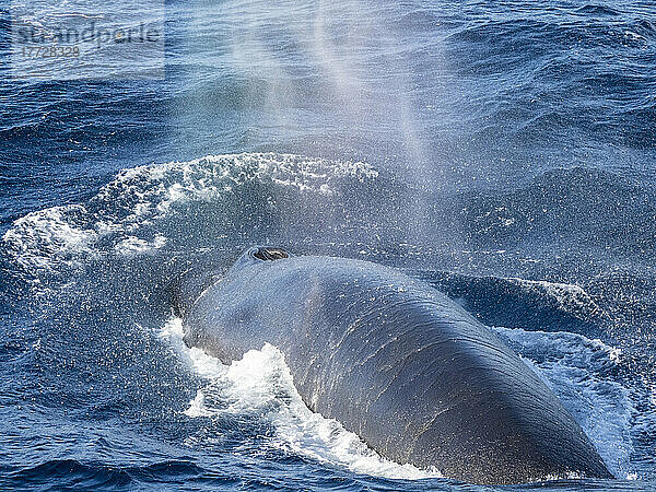 Ausgewachsener Finnwal (Balaenoptera physalus)  ernährt sich von Krill in der Nähe von Coronation Island  Süd-Orkney-Inseln  Antarktis  Polarregionen