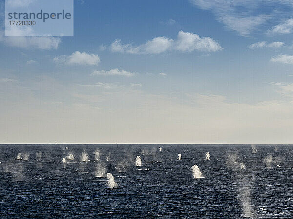 Ausgewachsene Finnwale (Balaenoptera physalus) ernähren sich von Krill in der Nähe von Coronation Island  Süd-Orkney-Inseln  Antarktis  Polarregionen