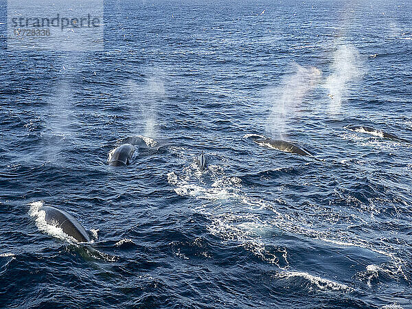 Ausgewachsene Finnwale (Balaenoptera physalus) ernähren sich von Krill in der Nähe von Coronation Island  Süd-Orkney-Inseln  Antarktis  Polarregionen