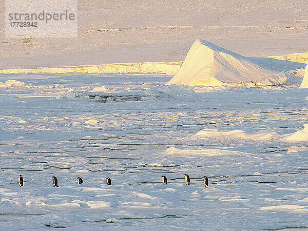 Eine Gruppe Kaiserpinguine (Aptenodytes forsteri) auf dem Eis in der Nähe von Snow Hill Island  Weddellmeer  Antarktis  Polarregionen