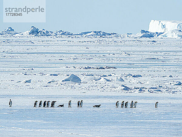 Eine Gruppe Kaiserpinguine (Aptenodytes forsteri) auf dem Eis in der Nähe von Snow Hill Island  Weddellmeer  Antarktis  Polarregionen