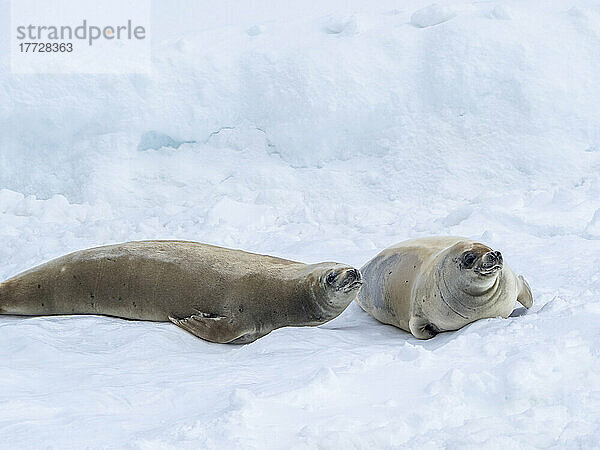 Erwachsene Krabbenfresserrobben (Lobodon carcinophaga)  auf Eis im Lemaire-Kanal  Antarktis  Polarregionen