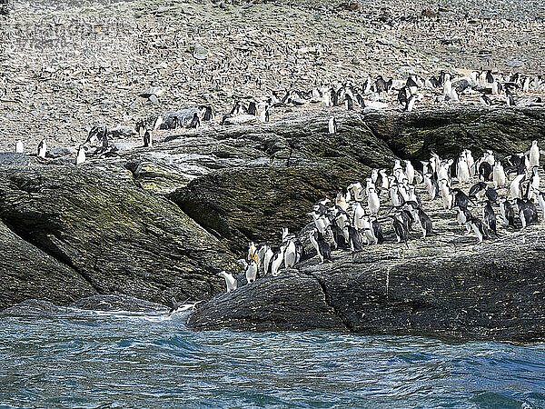 Zügelpinguine (Pygoscelis antarcticus)  springen ins Meer auf Coronation Island  South Orkneys  Antarktis  Polarregionen