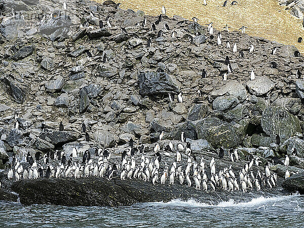 Zügelpinguine (Pygoscelis antarcticus)  die auf Coronation Island  den Süd-Orkneys  der Antarktis und den Polarregionen zum Meer marschieren