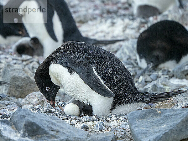 Adeliepinguin (Pygoscelis adeliae)  Elterntier auf einem Küken und Ei in Brown Bluff  Antarctic Sound  Antarktis  Polarregionen