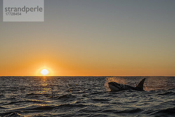 Erwachsener männlicher Schwertwal (Orcinus orca)  der bei Sonnenuntergang am Ningaloo Reef  Westaustralien  Australien  Pazifik auftaucht