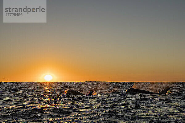 Eine Gruppe Schwertwale (Orcinus orca)  die bei Sonnenuntergang am Ningaloo Reef  Westaustralien  Australien  im Pazifik auftauchen