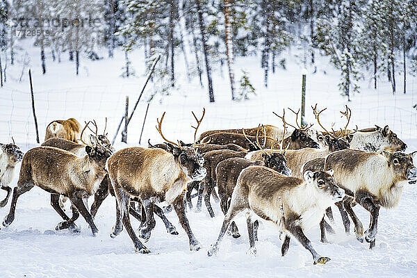 Rentierherde im arktischen Wald während eines winterlichen Schneefalls  Lappland  Schweden  Skandinavien  Europa