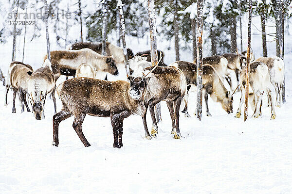 Rentierherde im arktischen Wald während eines winterlichen Schneefalls  Lappland  Schweden  Skandinavien  Europa