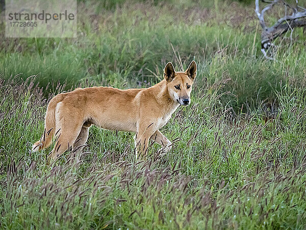 Erwachsener männlicher Dingo (Canis lupus dingo)  im Busch im Cape Range National Park  Western Australia  Australien  Pazifik