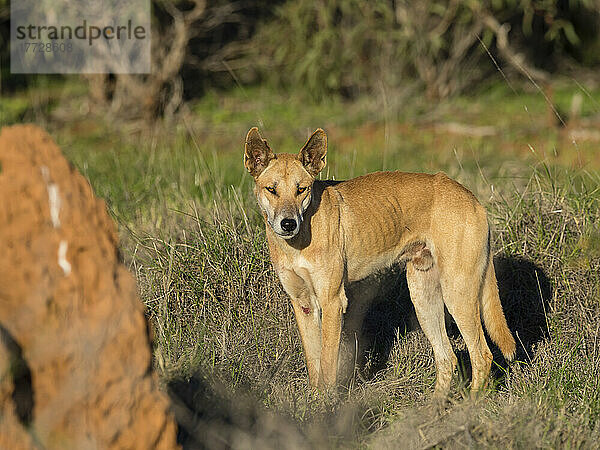Erwachsener männlicher Dingo (Canis lupus dingo)  im Busch im Cape Range National Park  Western Australia  Australien  Pazifik