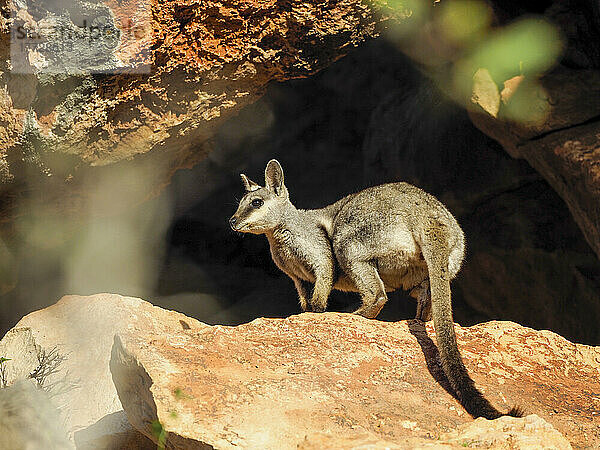 Erwachsener Schwarzfußkänguru (Petogale lateralis)  im Cape Range National Park  Westaustralien  Australien  Pazifik