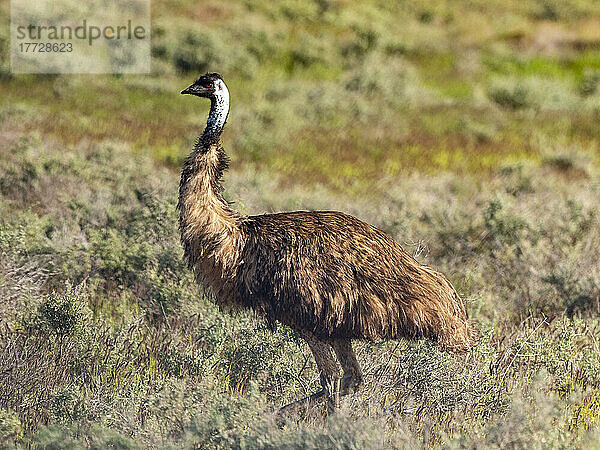 Erwachsener Emu (Dramaius novaehollandiae)  im Busch im Cape Range National Park  Western Australia  Australien  Pazifik