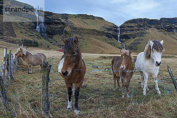 Islandpferde in der Nähe von Vik  Island  Polarregionen