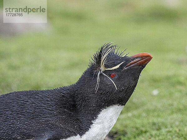 Erwachsene südliche Felsenpinguine (Eudyptes chrysocome)  Kopfdetail auf Saunders Island  Falklandinseln  Südamerika