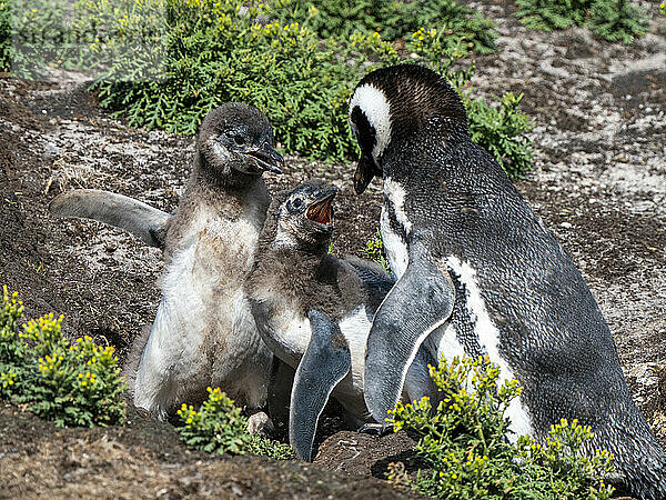 Erwachsener Magellanpinguin (Spheniscus magellanicus)  der von hungrigen Küken auf New Island  Falklandinseln  Südamerika  angegriffen wird