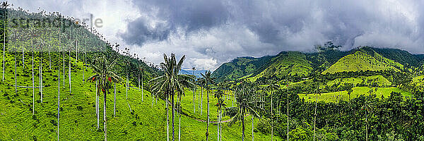 Wachspalmen  größte Palmen der Welt  Cocora-Tal  UNESCO-Weltkulturerbe  Kaffeekulturlandschaft  Salento  Kolumbien  Südamerika