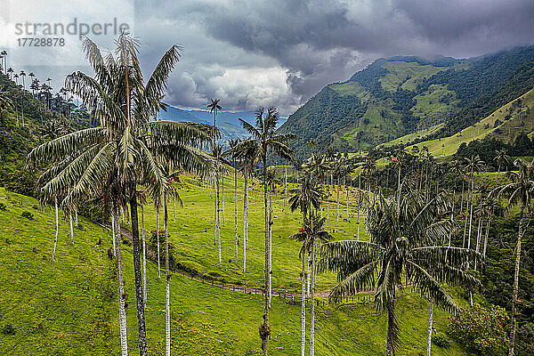 Wachspalmen größte Palmen der Welt  Cocora-Tal  UNESCO-Weltkulturerbe  Kaffeekulturlandschaft  Salento  Kolumbien  Südamerika