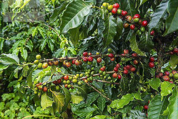 Kaffeebüsche und Bohnen  Zona Cafetera  Kolumbien  Südamerika