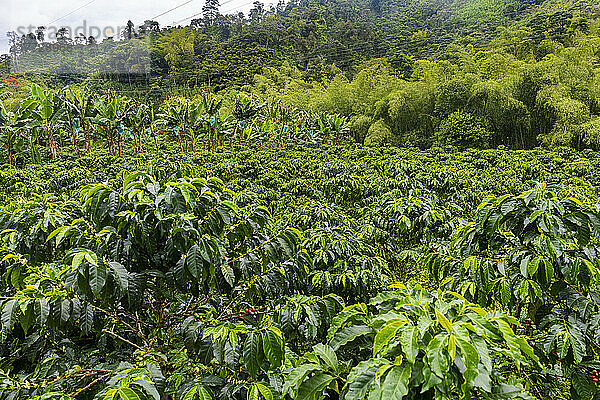 Kaffeebüsche und Bohnen  Zona Cafetera  Kolumbien  Südamerika