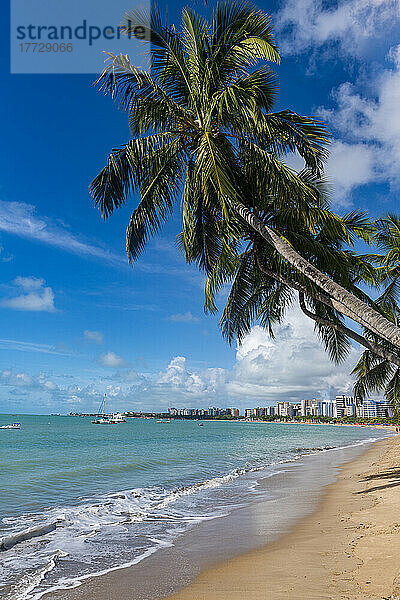Von Palmen gesäumter Strand  Maceio  Alagoas  Brasilien  Südamerika