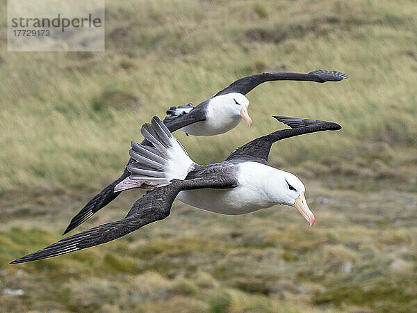 Ausgewachsene Schwarzbrauenalbatrosse (Thalassarche melanophris) im Flug in einer Brutkolonie auf West Point Island  Falklandinseln  Südamerika