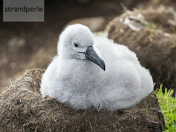 Schwarzbrauenalbatros (Thalassarche melanophris)  Küken in der Brutkolonie auf Saunders Island  Falklandinseln  Südamerika