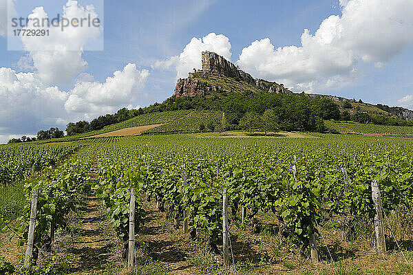 Solutre Rock und Weinberge in Saone et Loire  Burgund  Frankreich  Europa