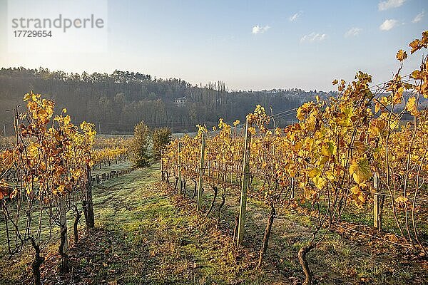 Weinberge in der Umgebung von Gavi  Alessandria  Piemont  Italien  Europa