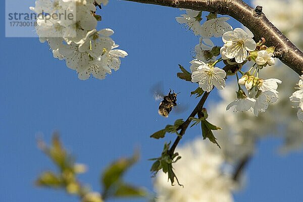 Erdhummel (Bombus terrestris) fliegt an Blüten von Vogel-Kirsche (Prunus avium)  Kanton Solothurn  Schweiz  Europa