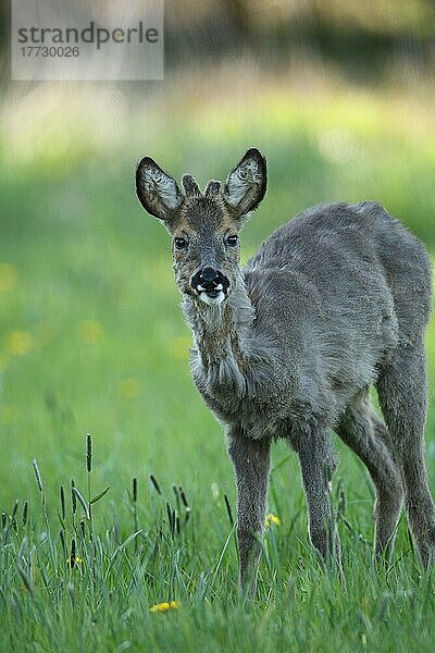 Reh (Capreolus capreolus) Jährling mit kleinem Bastgeweih in der Wiese  Allgäu  Bayern  Deutschland  Europa