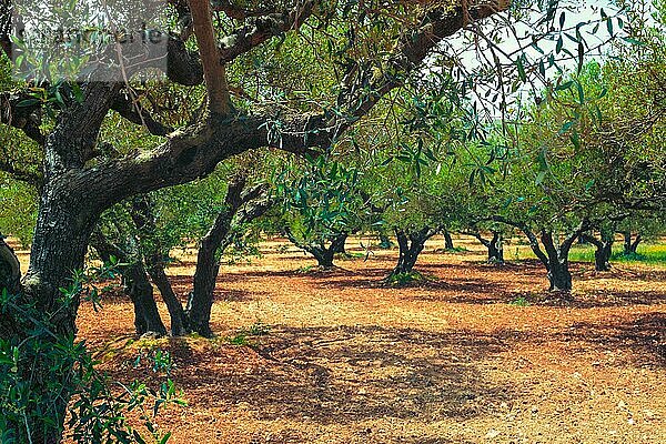 Olivenbäume (Olea europaea) in einem Hain auf Kreta  Griechenland  zur Herstellung von Olivenöl. Horizontaler Kameraschwenk  Europa